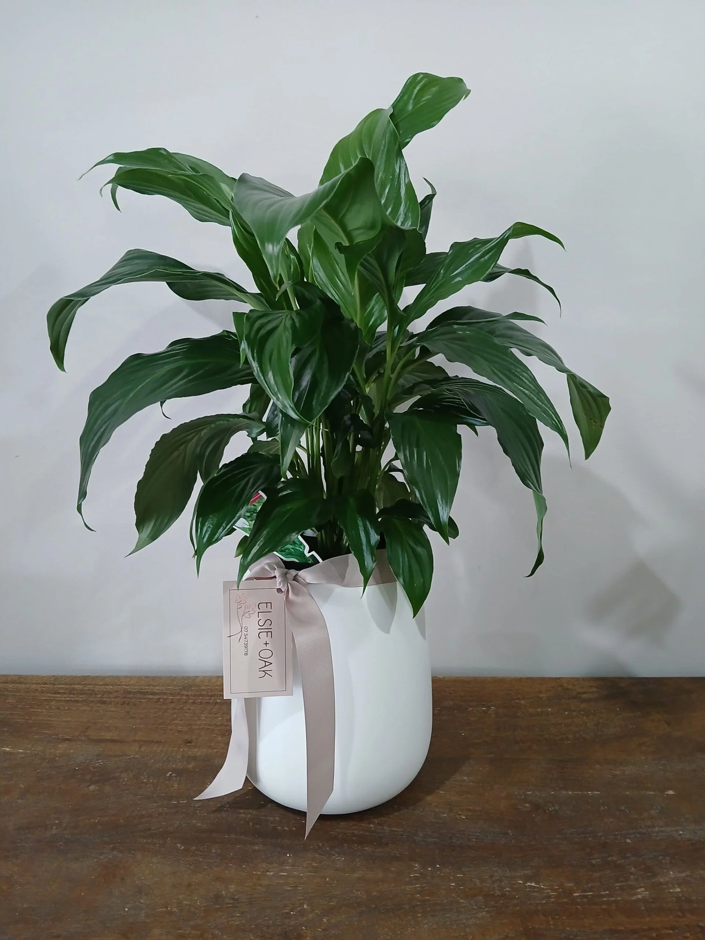 Peace Lily Plant