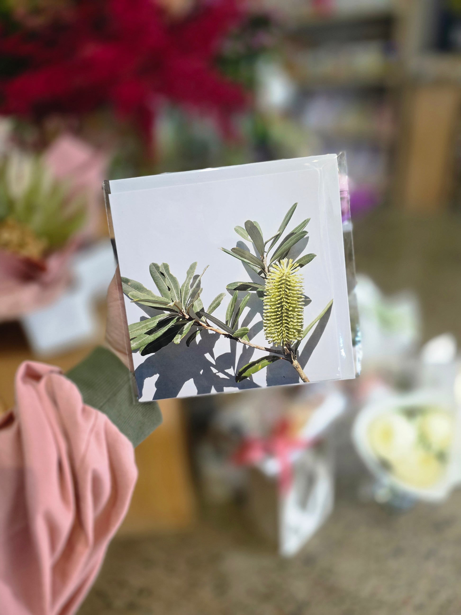 banksia Botanical greeting cards artwork