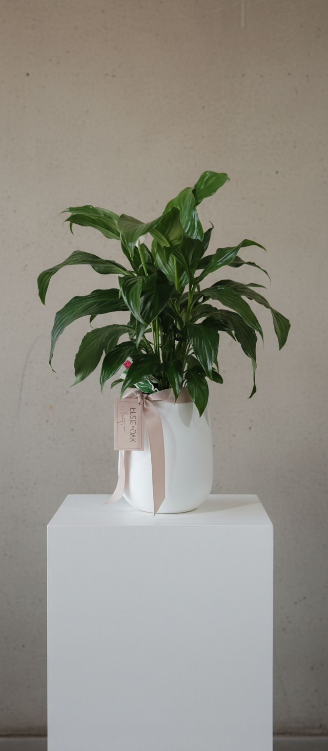 Peace Lily Plant