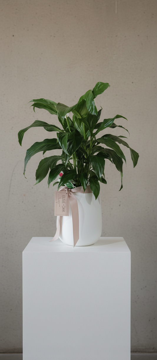 Peace Lily Plant
