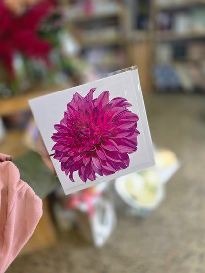 pink dahlia flower greeting cards Sunshine Coast
