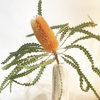 Elsie and Oak | Coolum Florist | Australian Native Flowers | Banksia