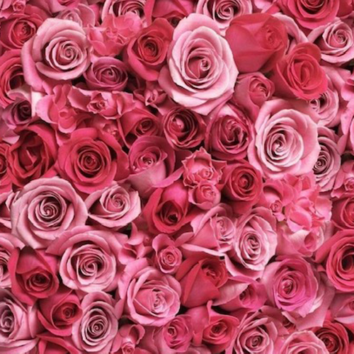 Cherish Roses | Sunshine Coast Florist | Valentine's Day Flowers | Same Day Flower Delivery Sunshine Coast