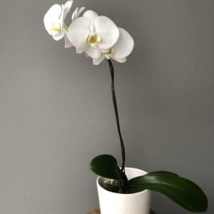 Botanical (Plant + Pot) | Same Day Flower Delivery | Coolum Florist