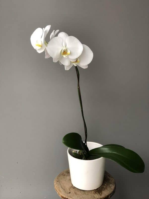 Botanical (Plant + Pot) | Same Day Flower Delivery | Coolum Florist