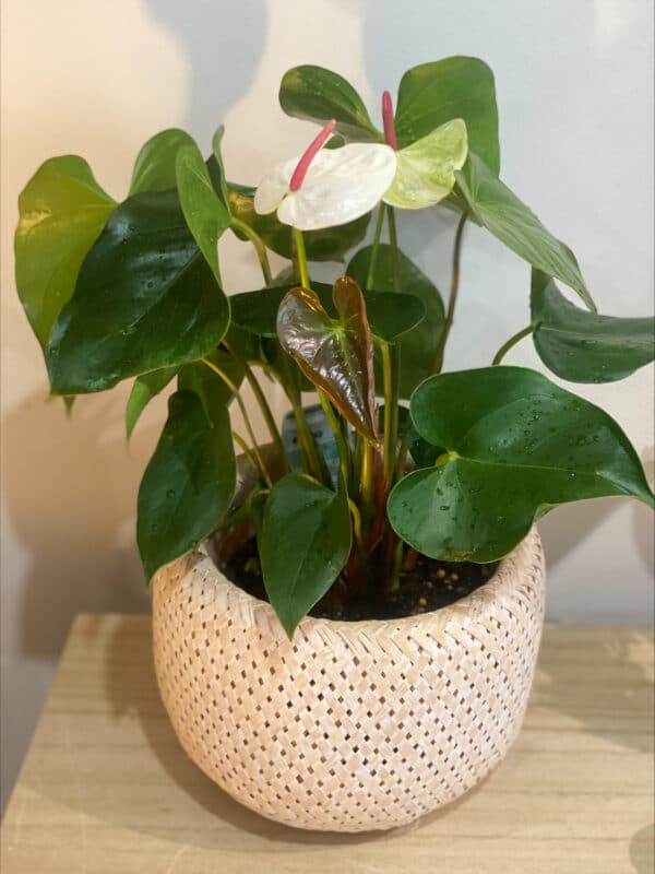 Botanical plant pot | Coolum Florist