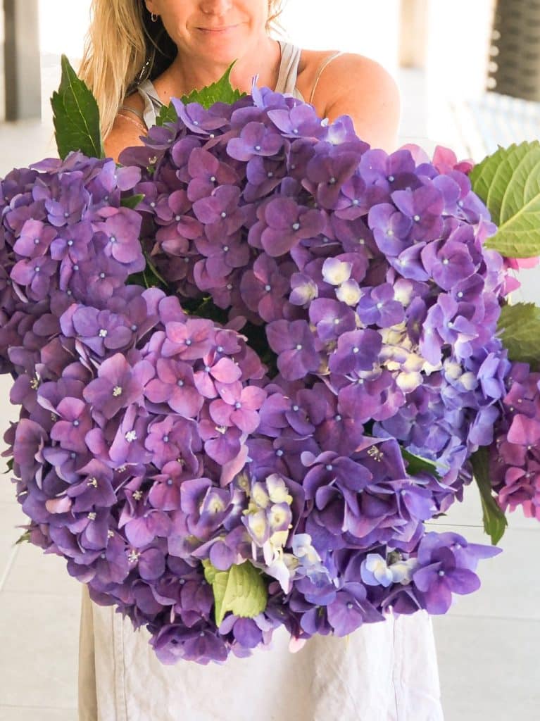beautiful purple lilacs bouquet ready for delivery