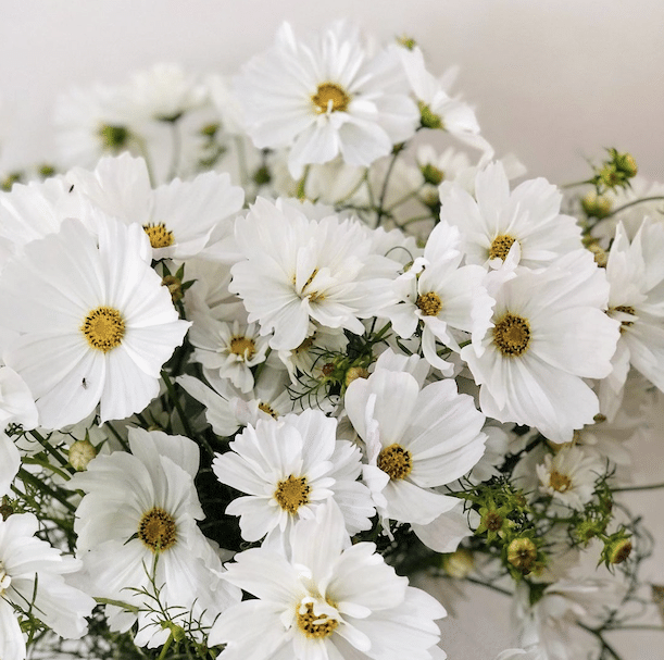 Sympathy Flowers | White Flowers | Elsie and Oak Coolum Florist | Same Day Flower Delivery Sunshine Coast